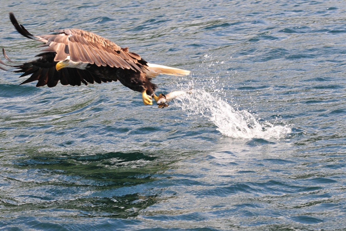 Eagle, Cabot trail, Canada, Canada