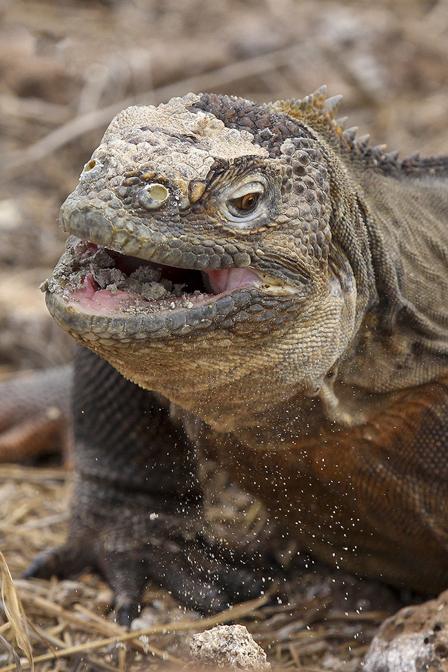 Galapagos Land Iguana, Galapagos Island, Ecuador