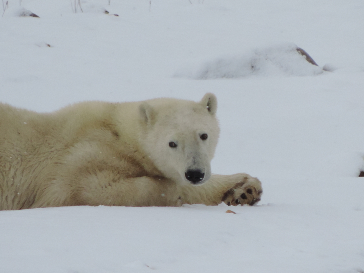 Polar Bear, Churchill, Canada
