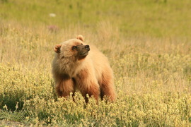 Grid grizzlycub2