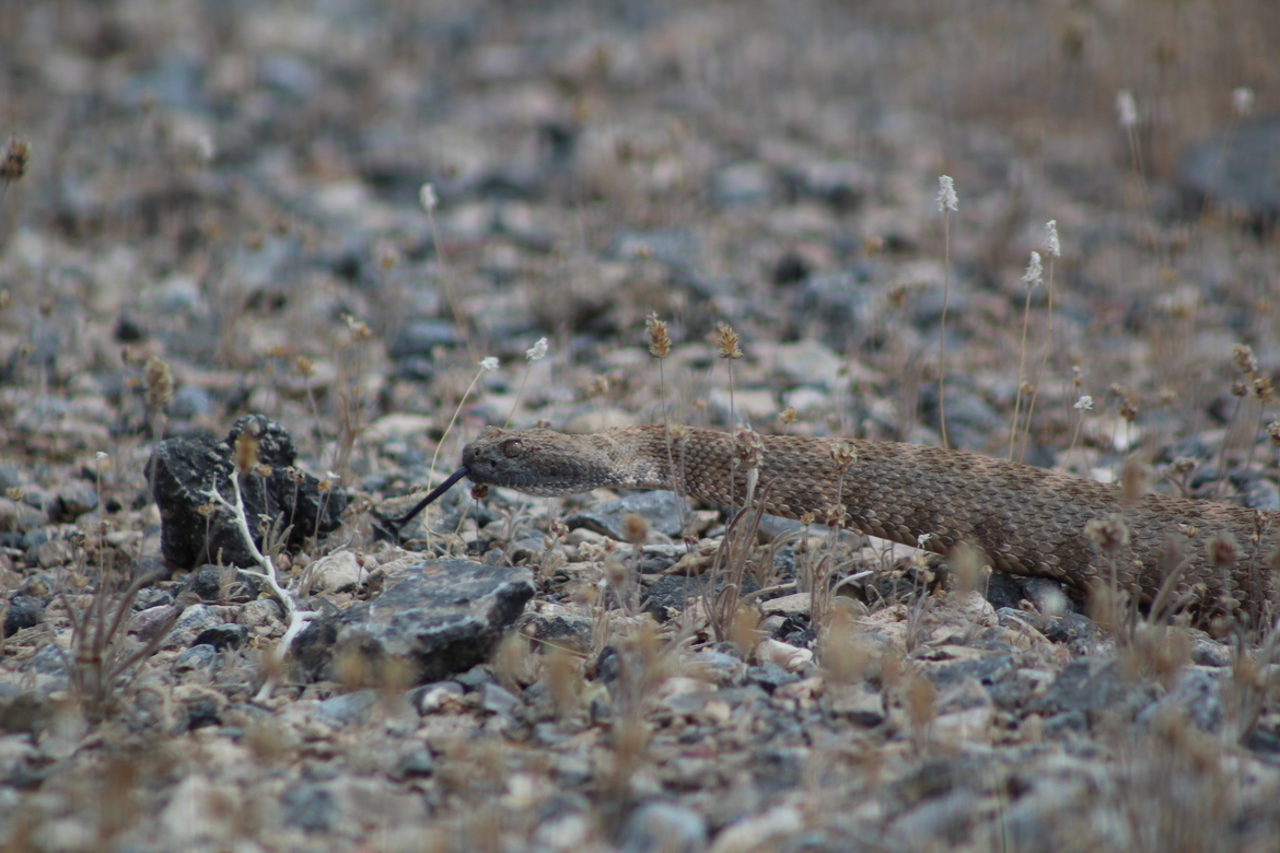 Rattlesnake , Mojave desert , United States of America