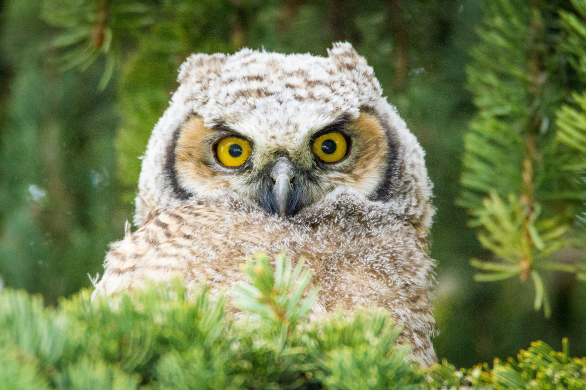 Great Horned Owlet, Flathead Valley, MT, United States of America