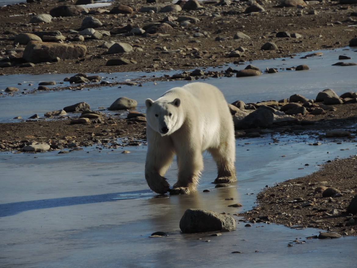 Polar Bear, Churchill, Canada