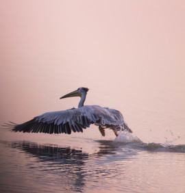 Grid pelican over water africa