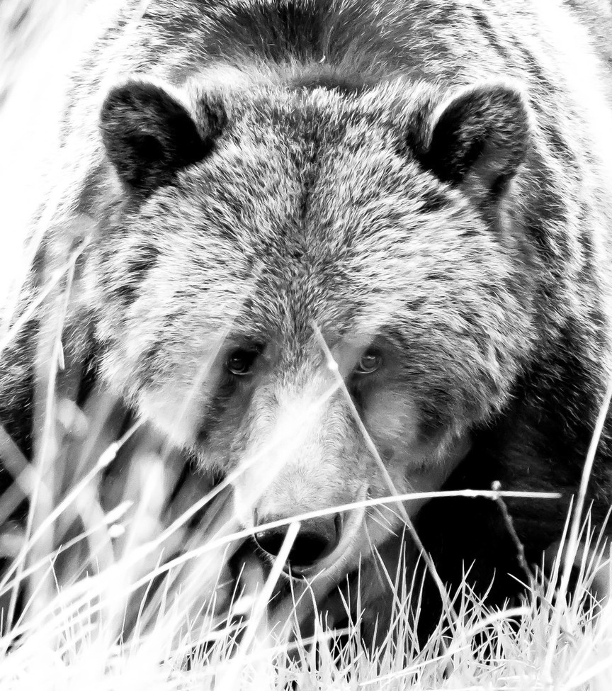 Grizzly Bear, Glacier National Park, MT, United States of America