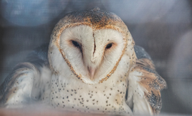 Grid barn owl d708404