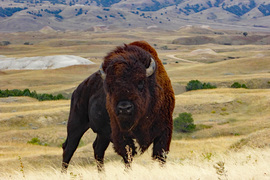 Grid bison badlands