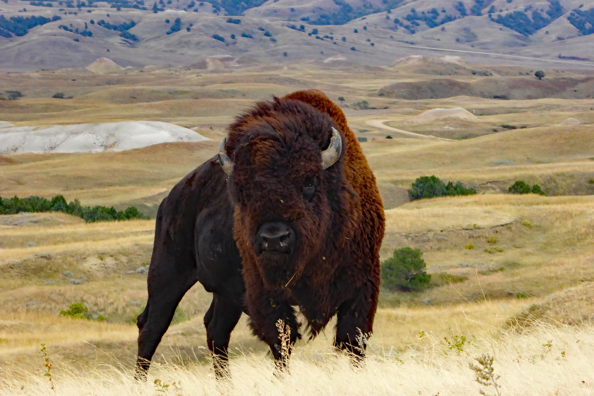 American Bison, Badlands, United States of America