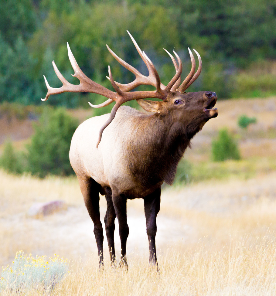 Elk, Northwest Montana, United States of America