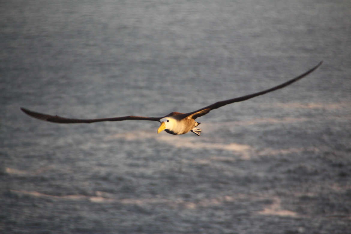 waved albatross, Espanola, Galapagos, Ecuador