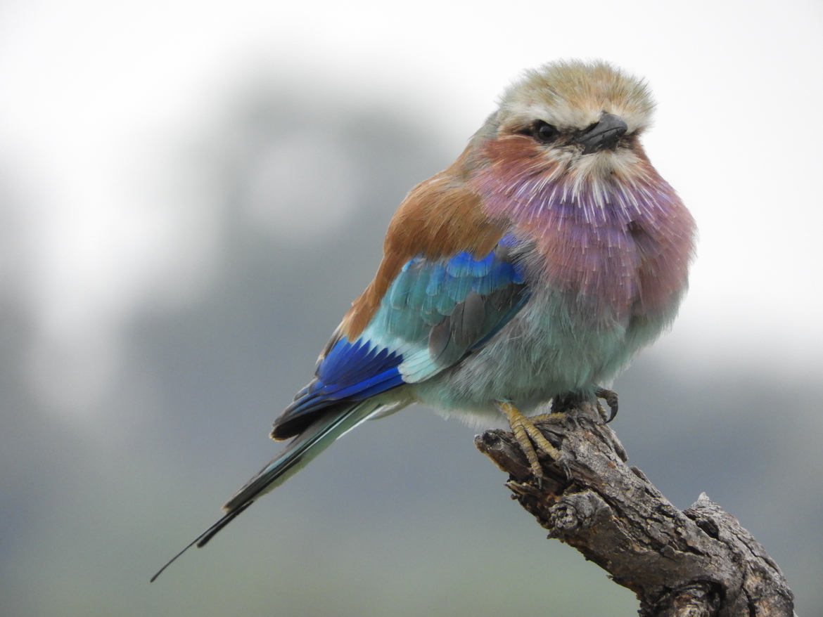Lilac-breasted roller, Okavango Delta region, Botswana