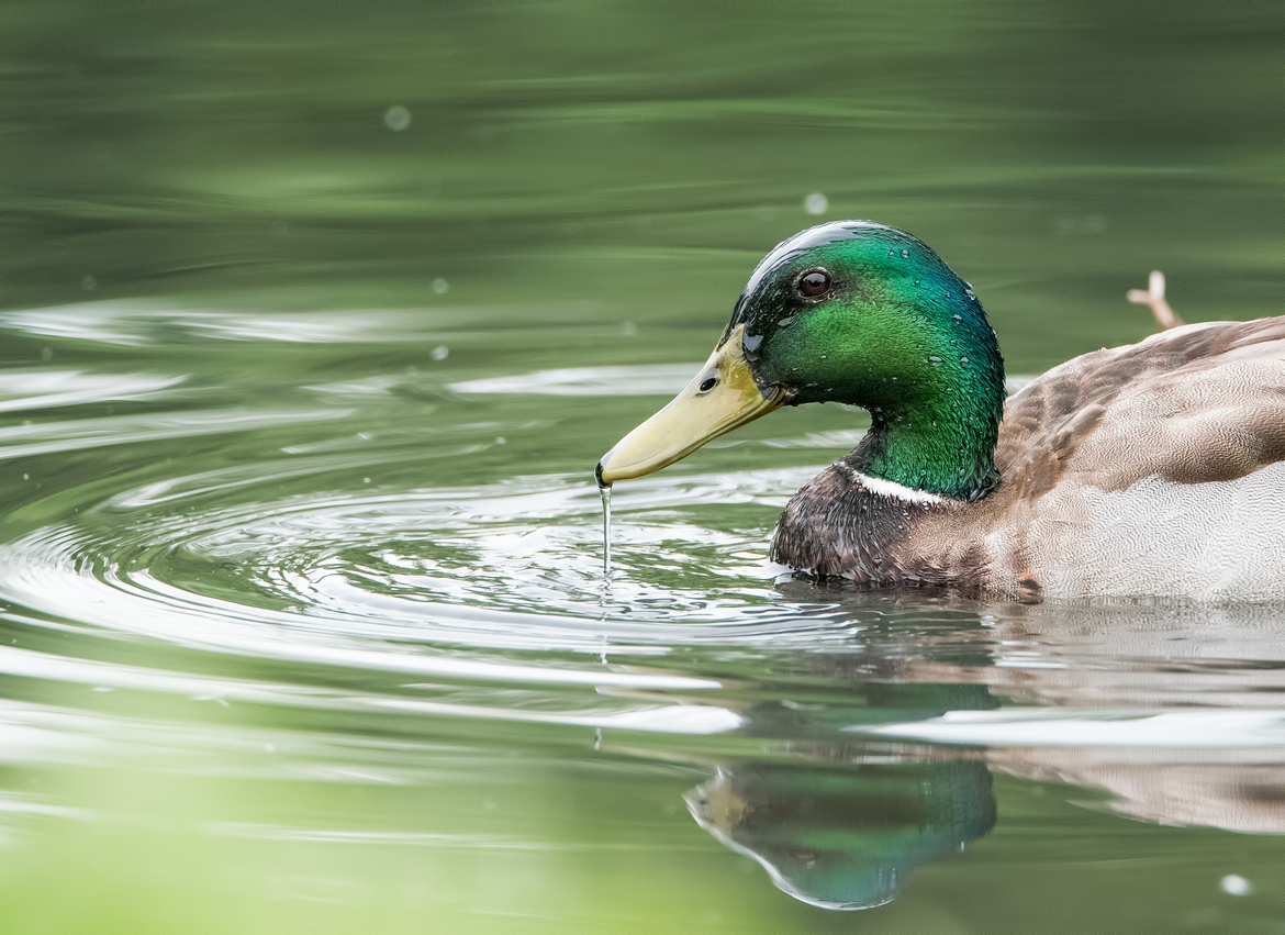 Mallard Duck, Illinois , United States of America