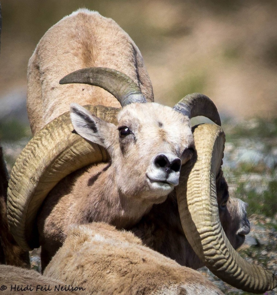 Desert Bighorn Sheep, Walker Lake, United States of America