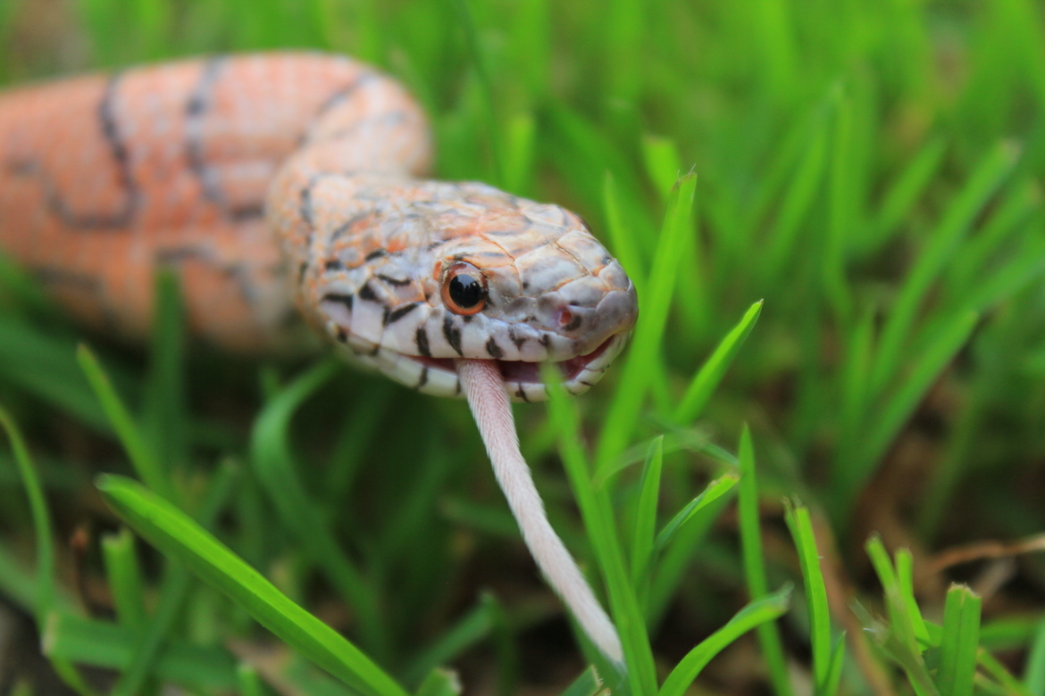 Common Corn Snake , Chilliwack, British Columbia , Canada