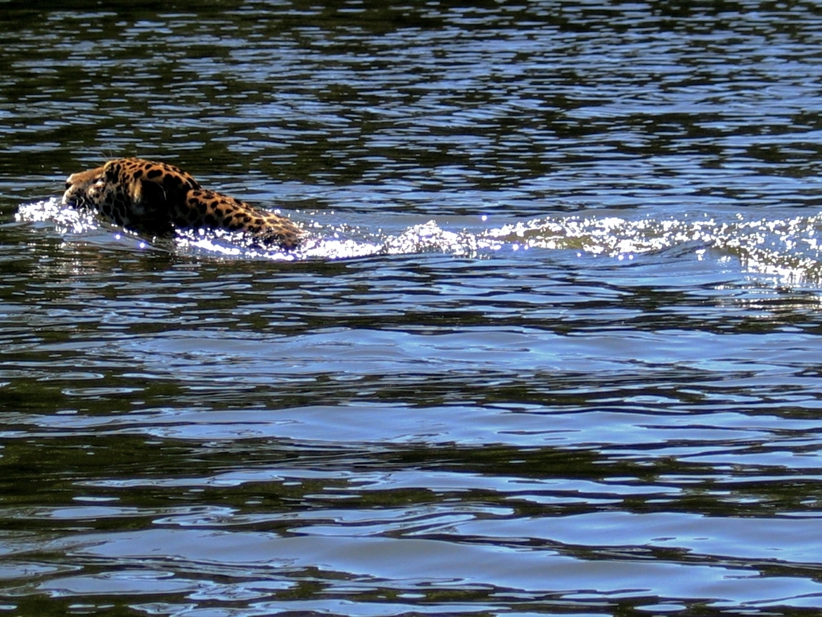 Jaguar, Tortuguero, Costa Rica