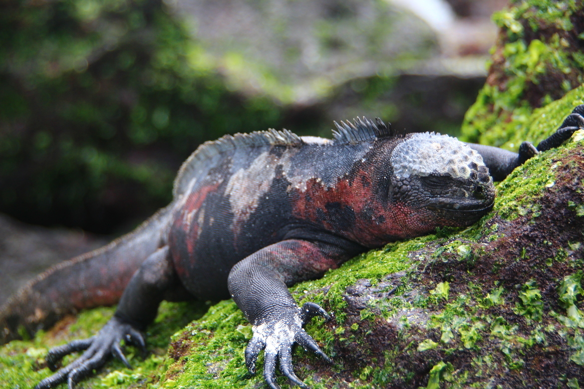 Marine iguanas, Espanola, Galapagos, Ecuador
