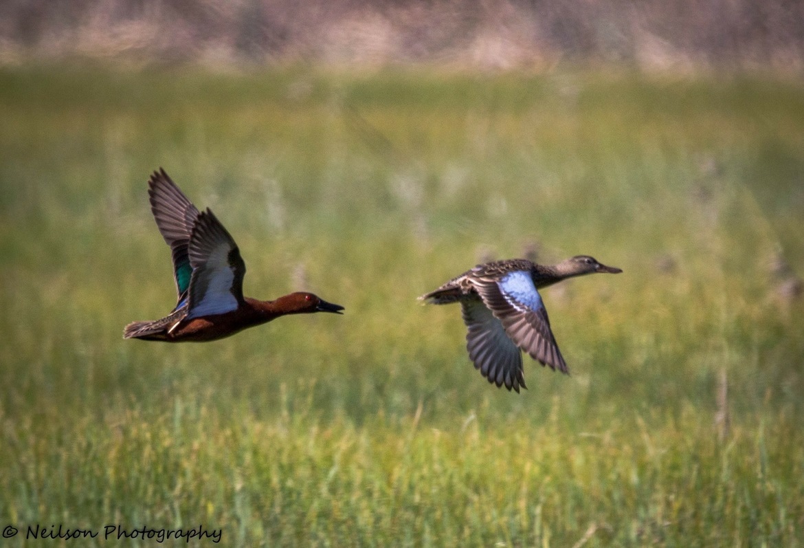 Cinnamon Teal, West Fork River Ranch trail, United States of America