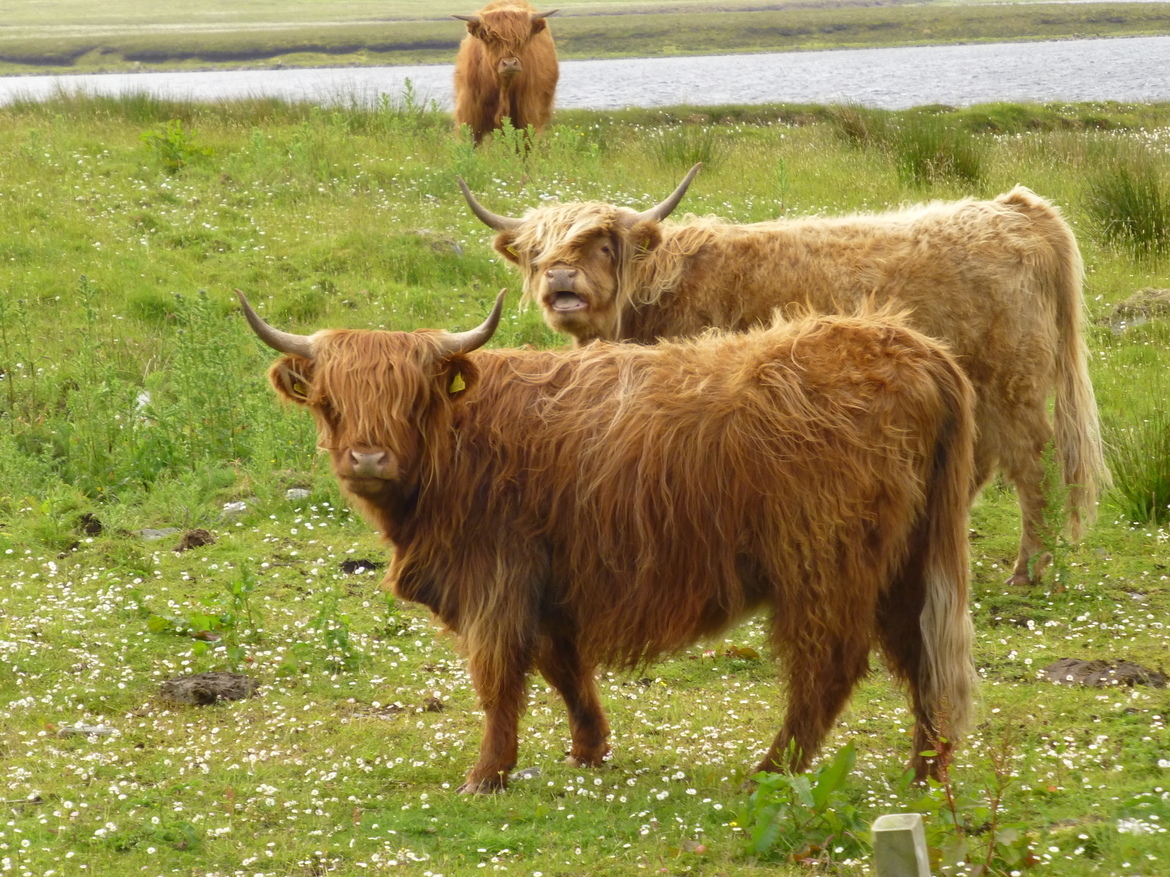 Shetland Cows, Shetland Islands, United Kingdom of Great Britain and Northern Ireland