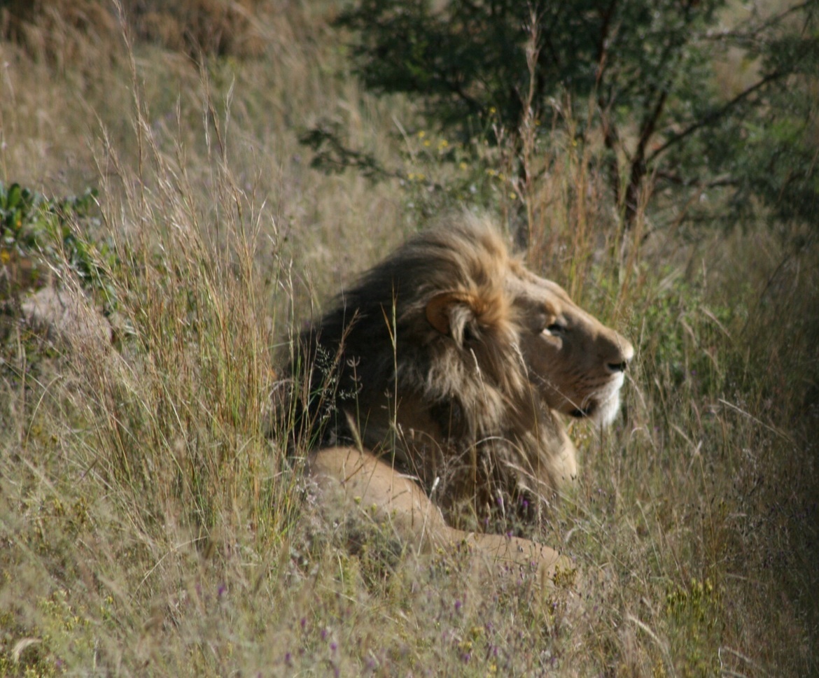 Lion, Entebeni, South Africa