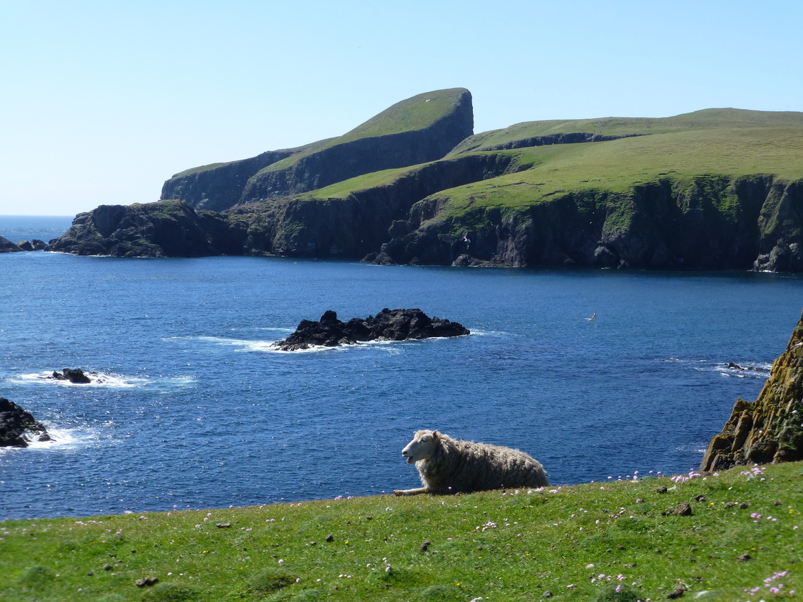 Sheep, Shetland Islands, United Kingdom of Great Britain and Northern Ireland