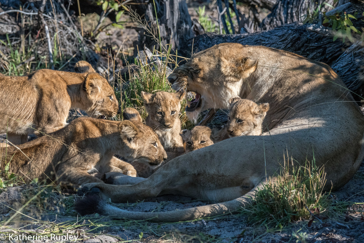 Lions, Okavango Delta, Botswana