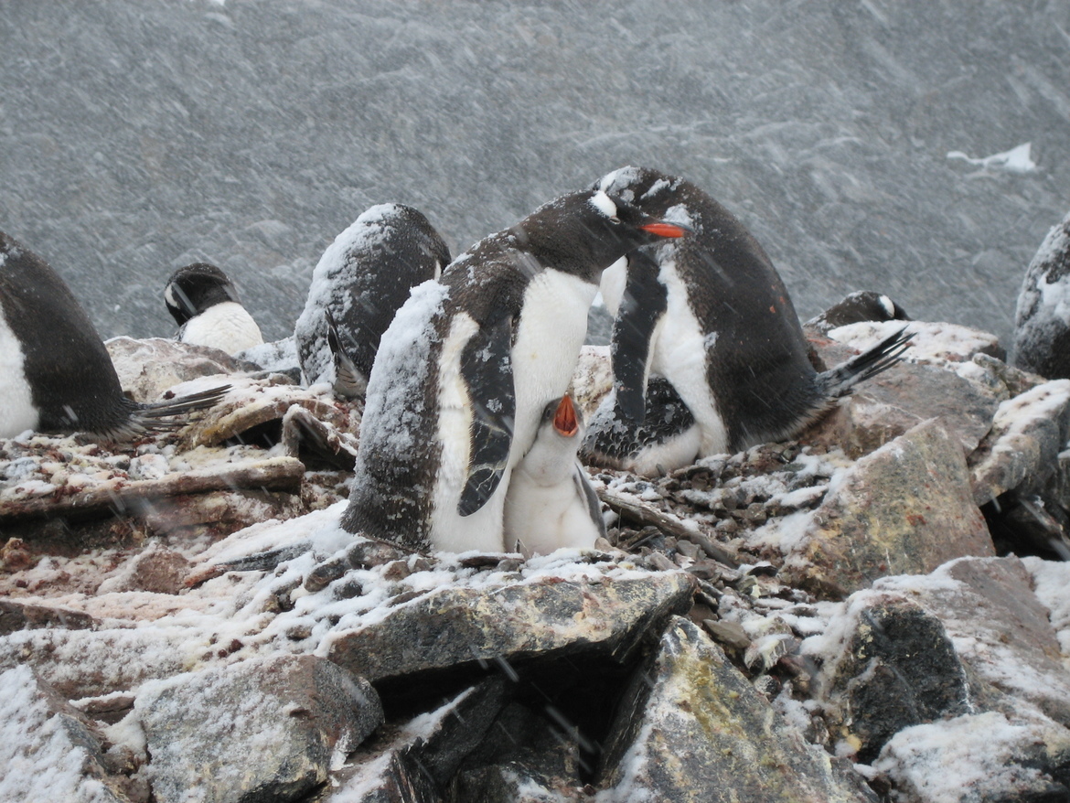 Gentoo Penguins, Petermann Island, Antarctica