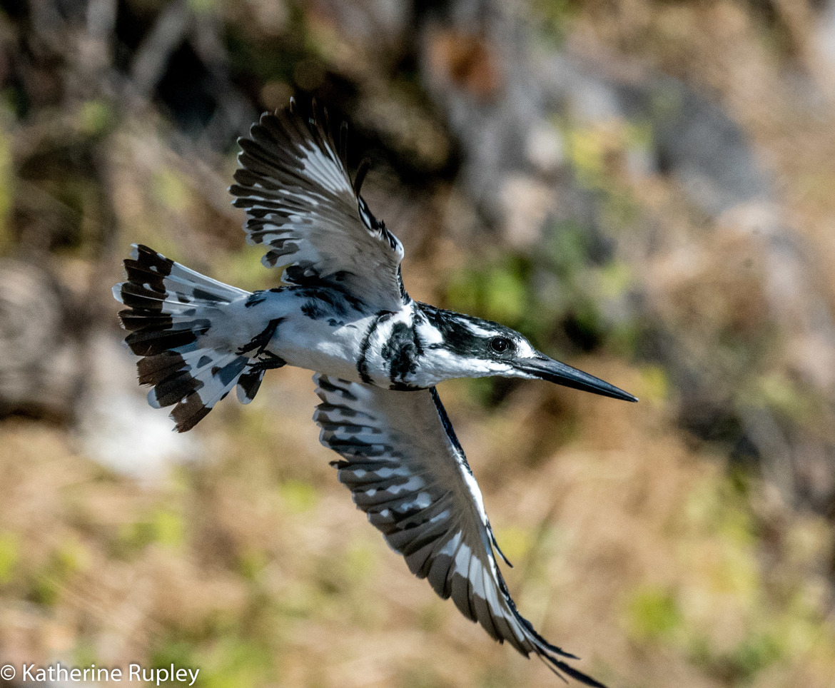 PIed Kingfisher, Okavango Delta, Botswana