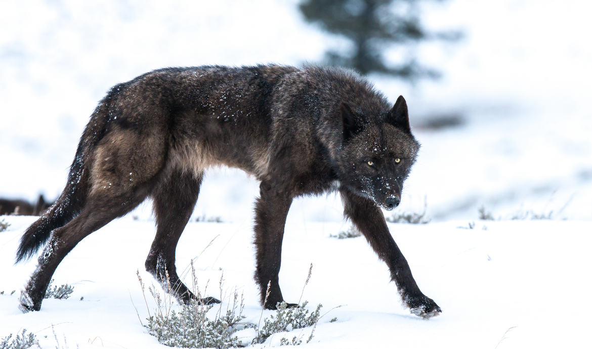 Gray Wolf, Yellowstone National Park, United States of America