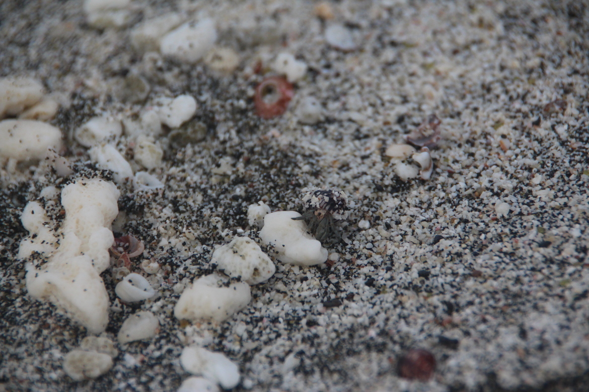 Hermit Crab, Mosquera, Galapagos, Ecuador