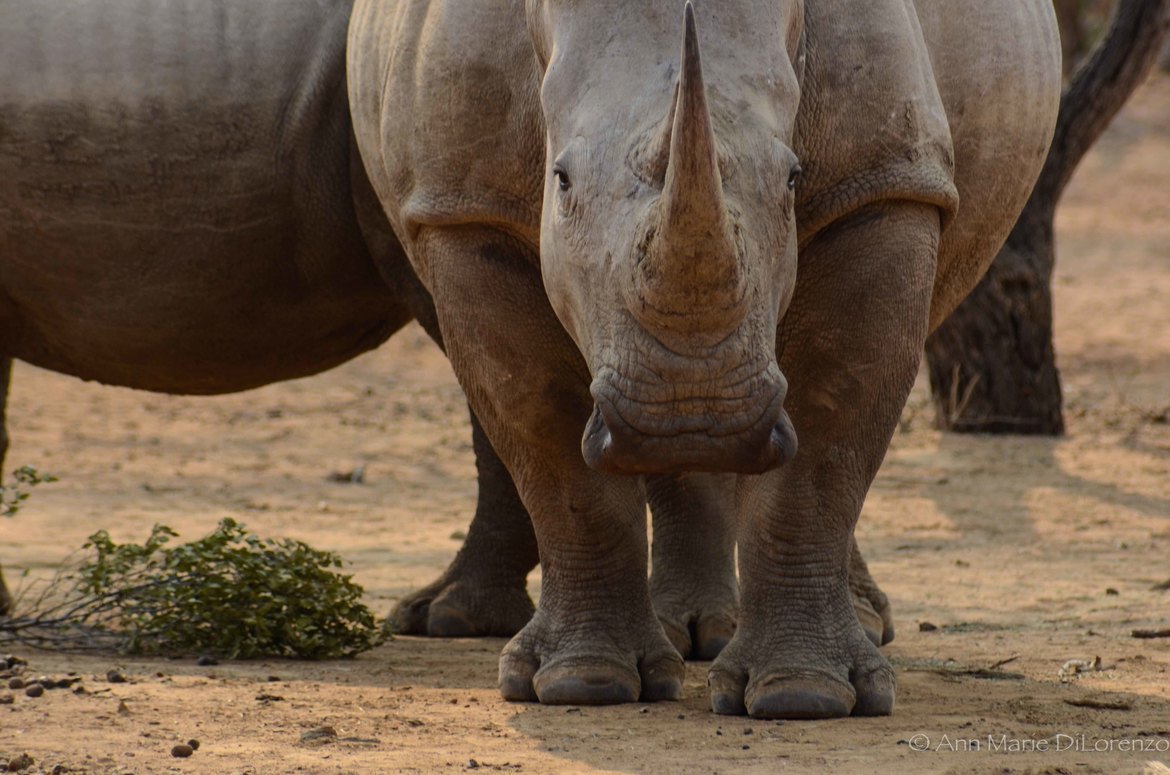 White Rhinoceros, Mokolodi Game Reserve, Botswana