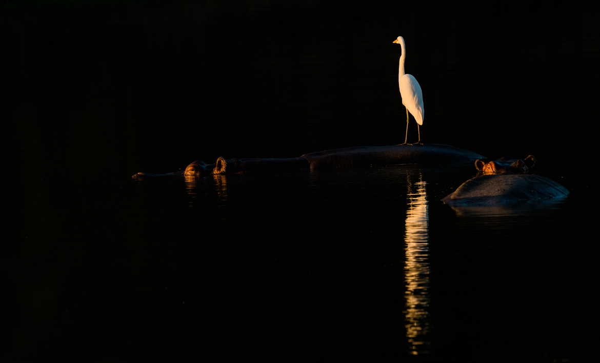 egret/hippo, Mana Pools, Zimbabwe