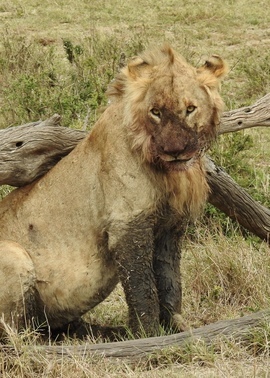 Grid fullsizeoutput 3188