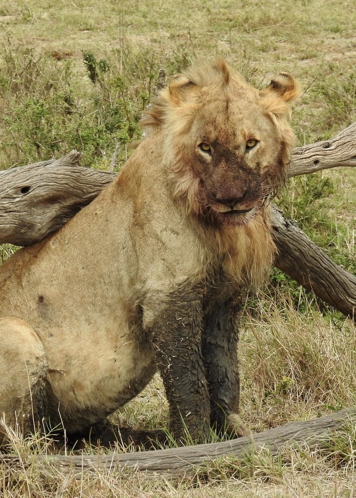 Male lion, Masai Mara, Kenya