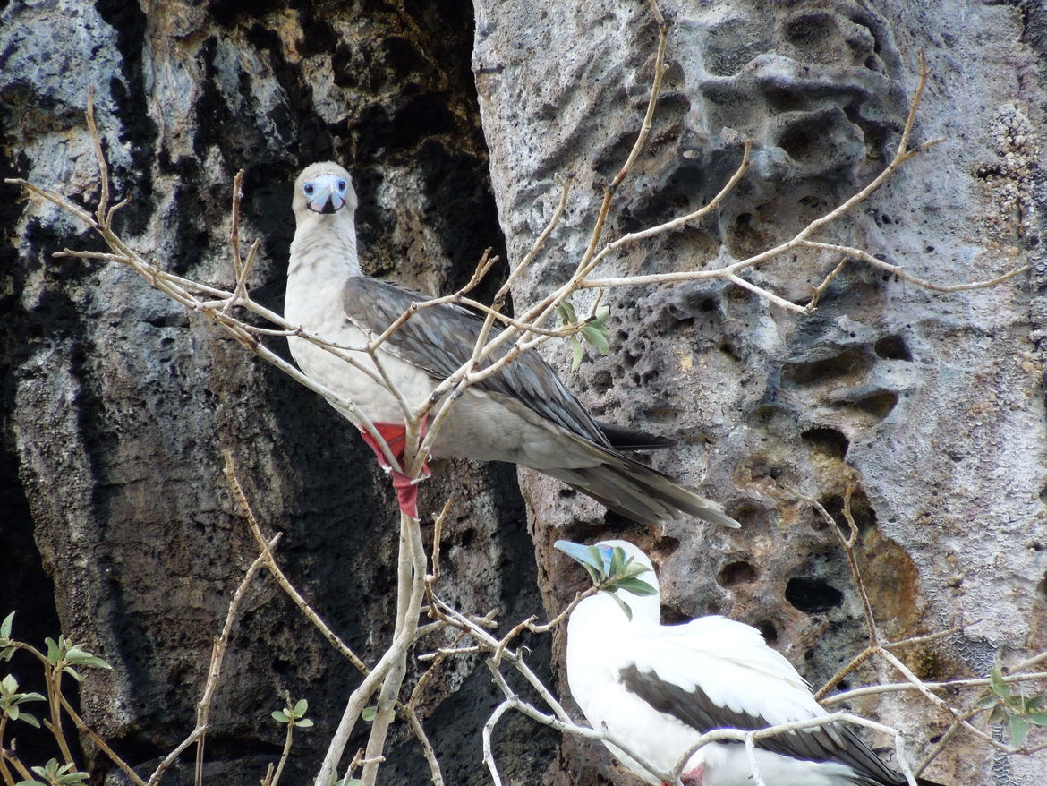 red footed booby and blue footed booby, galapagos, Ecuador