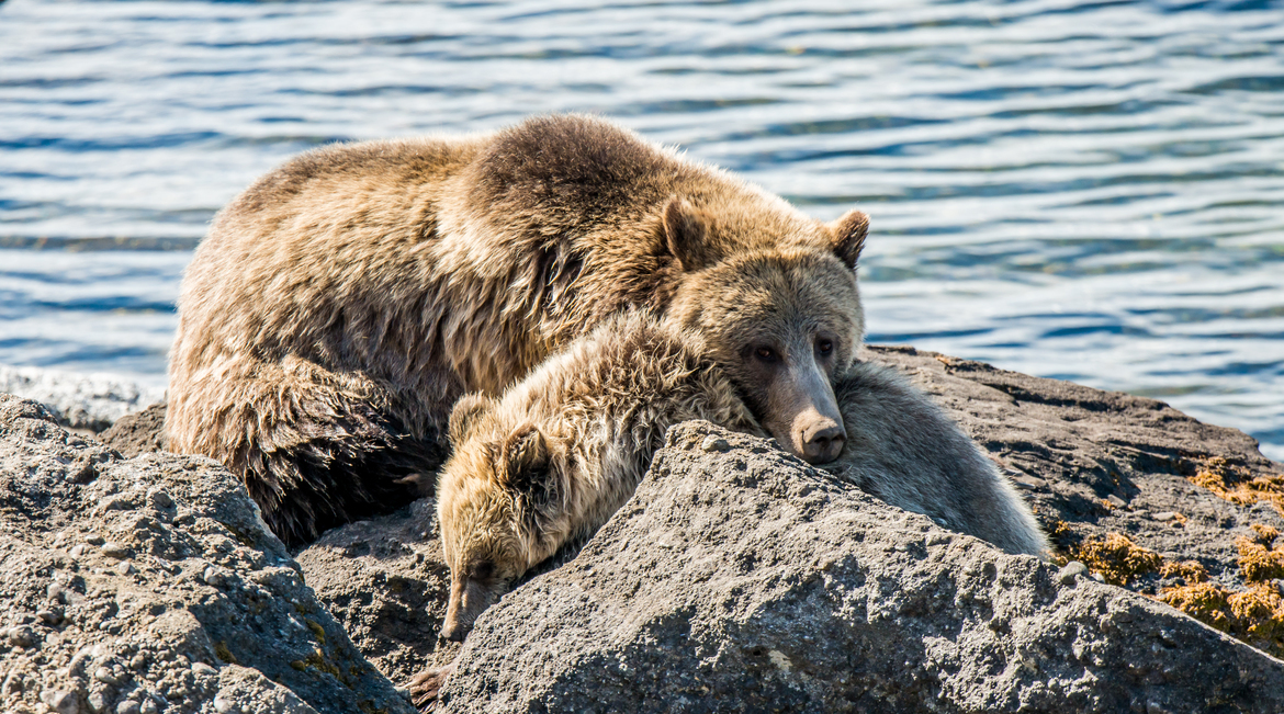 Grizzly Bear, Yellowstone National Park, United States of America