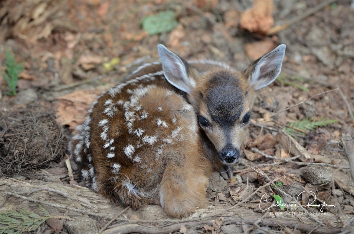 Black Tailed Deer - Odocoileus hemionus, Shawnigan Lake, BC Canada, Canada