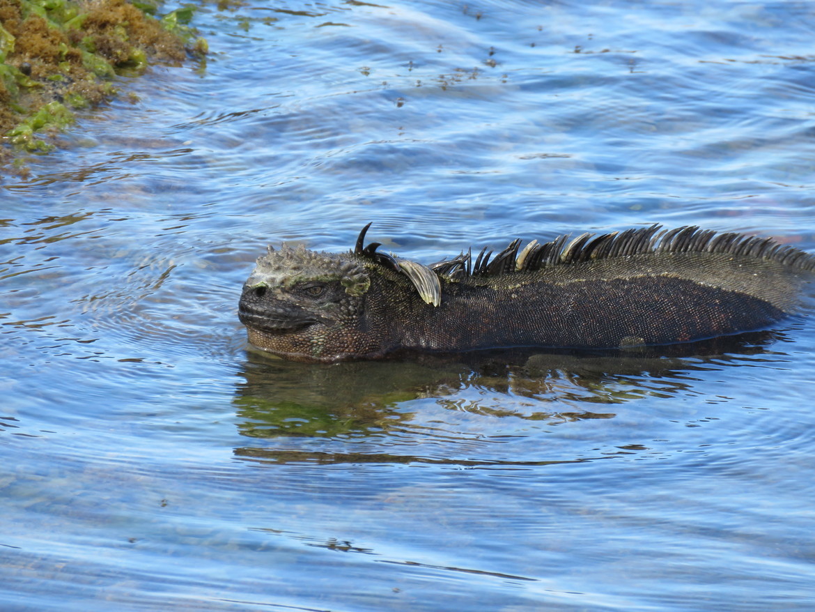Marine Iguana, Galapagos Islands - Fernandina, Ecuador