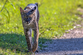 Grid bobcat 3