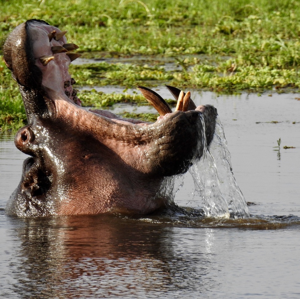 Hippopotamus, Amboseli, Kenya