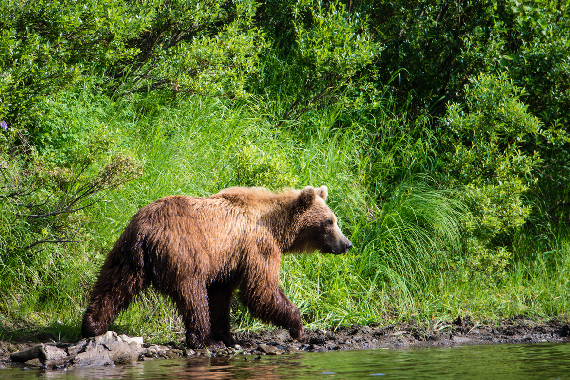 Russian Grizzly, Kamchatka Peninsula, Russian Federation