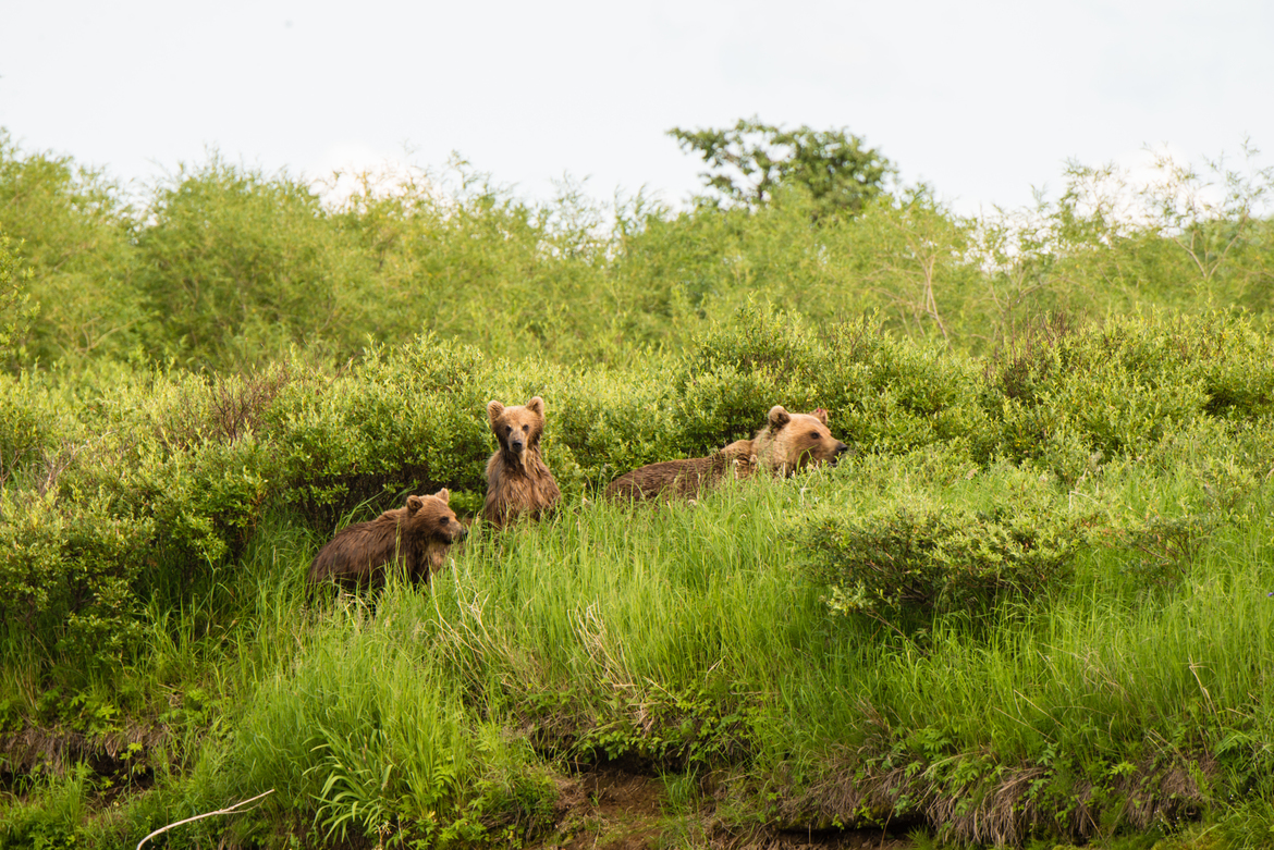 Russian Grizzly, Kamchatka Peninsula, Russian Federation