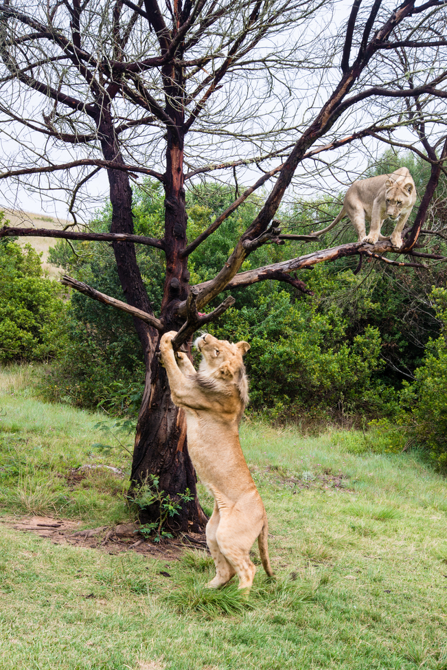 Lion, Bottlierskop Preserve, South Africa