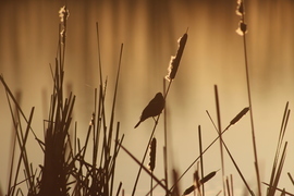 Grid 34585528165 d7c32af78f o