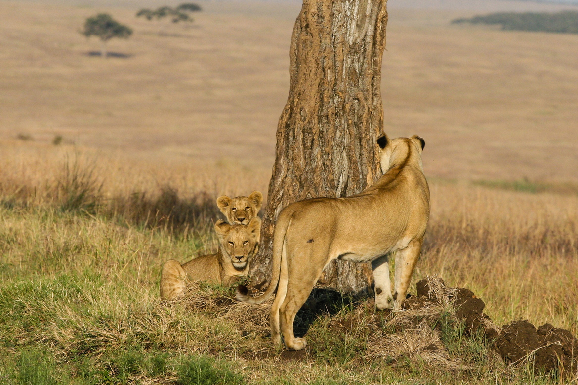 African Lions, Maasai Mara, Kenya