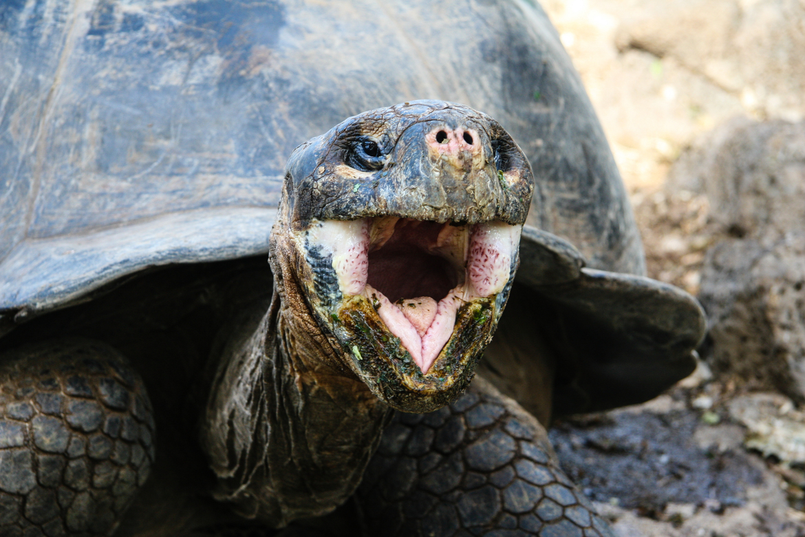 Galapagos tortoise, Galapagos National Park, Ecuador