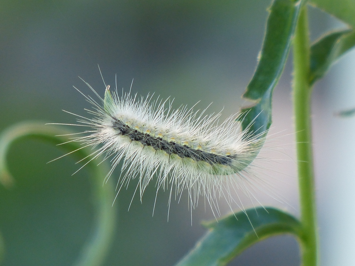 caterpillar, Midwest, United States of America