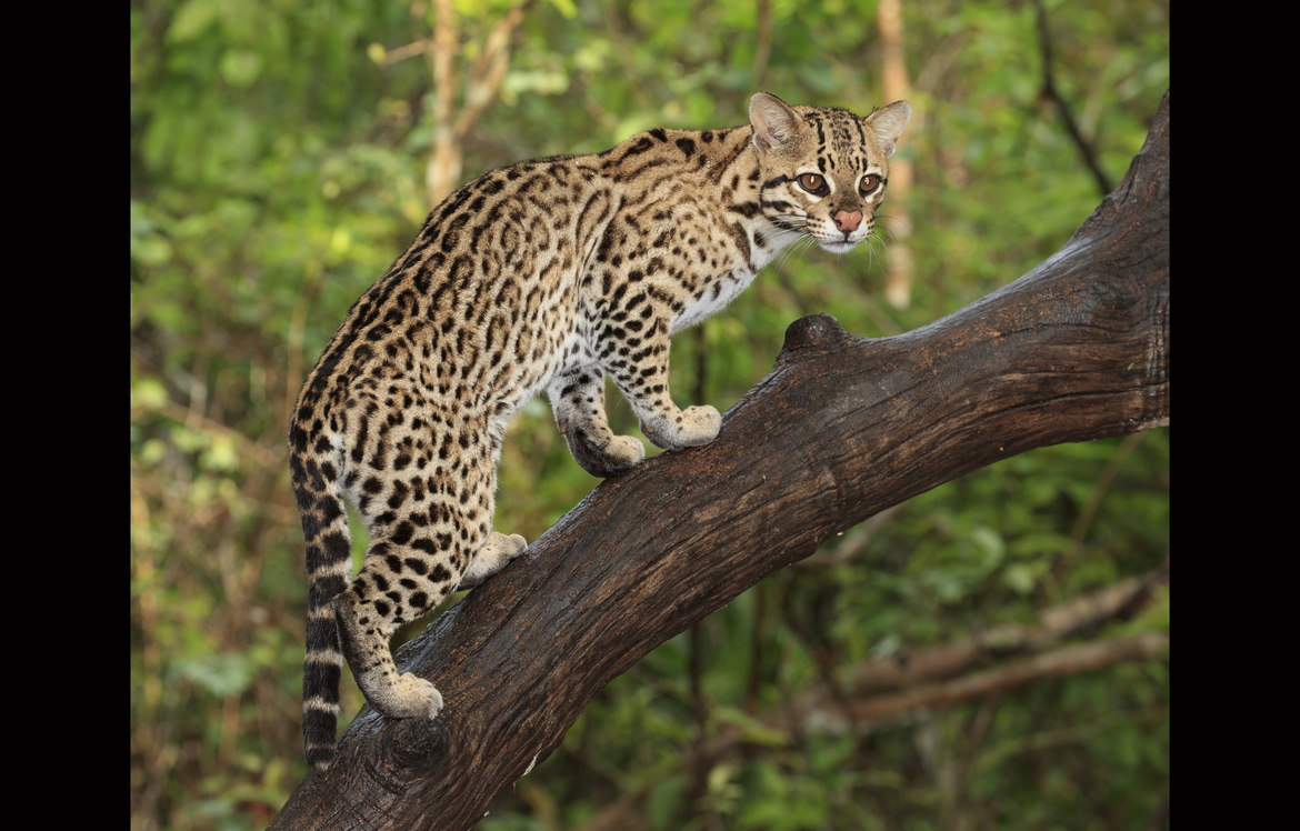 Ocelot, Pantanal, Brazil