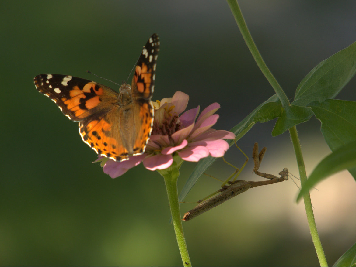 mantis and butterfly, Midwest, United States of America