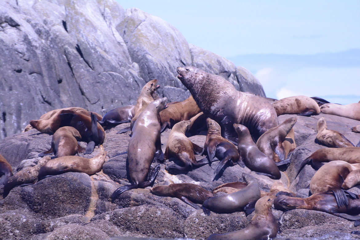Stellar sealions, Northwestern bc, Canada