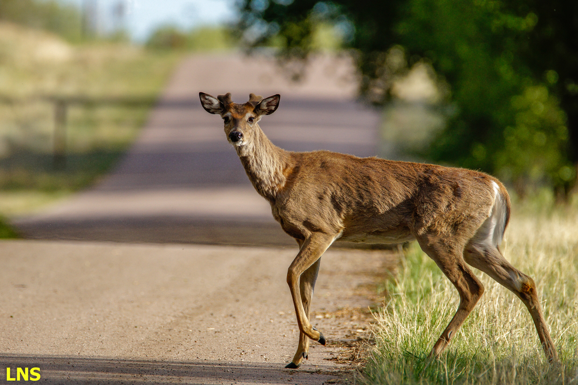 Whitetail deer, Rocky Mountain Arsenal National Wildlife Refuge , United States of America